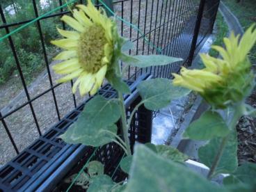 みんなで植えた夏の花 グレイプスフェリシティ戸塚 ツクイ サンフォレスト横浜戸塚東 サービス付き高齢者向け住宅 介護のことならツクイ みんなで植えた夏の花 グレイプスフェリシティ戸塚 ツクイ サンフォレスト横浜戸塚東 サービス付き高齢者向け住宅 介護のことならツクイ