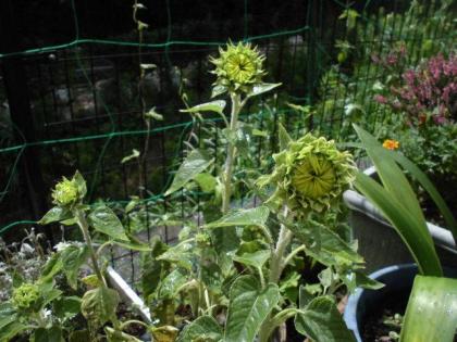 みんなで植えた夏の花 グレイプスフェリシティ戸塚 ツクイ サンフォレスト横浜戸塚東 サービス付き高齢者向け住宅 介護のことならツクイ みんなで植えた夏の花 グレイプスフェリシティ戸塚 ツクイ サンフォレスト横浜戸塚東 サービス付き高齢者向け住宅 介護のことならツクイ