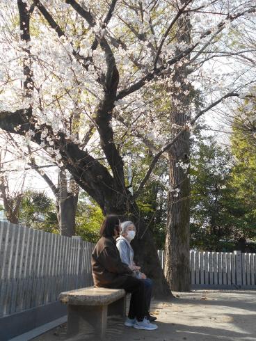 お花見 かがやきの季 中野南台 ツクイ世田谷明大前 サービス付き高齢者向け住宅 介護のことならツクイ お花見 かがやきの季 中野南台 ツクイ世田谷明大前 サービス付き高齢者向け住宅 介護のことならツクイ