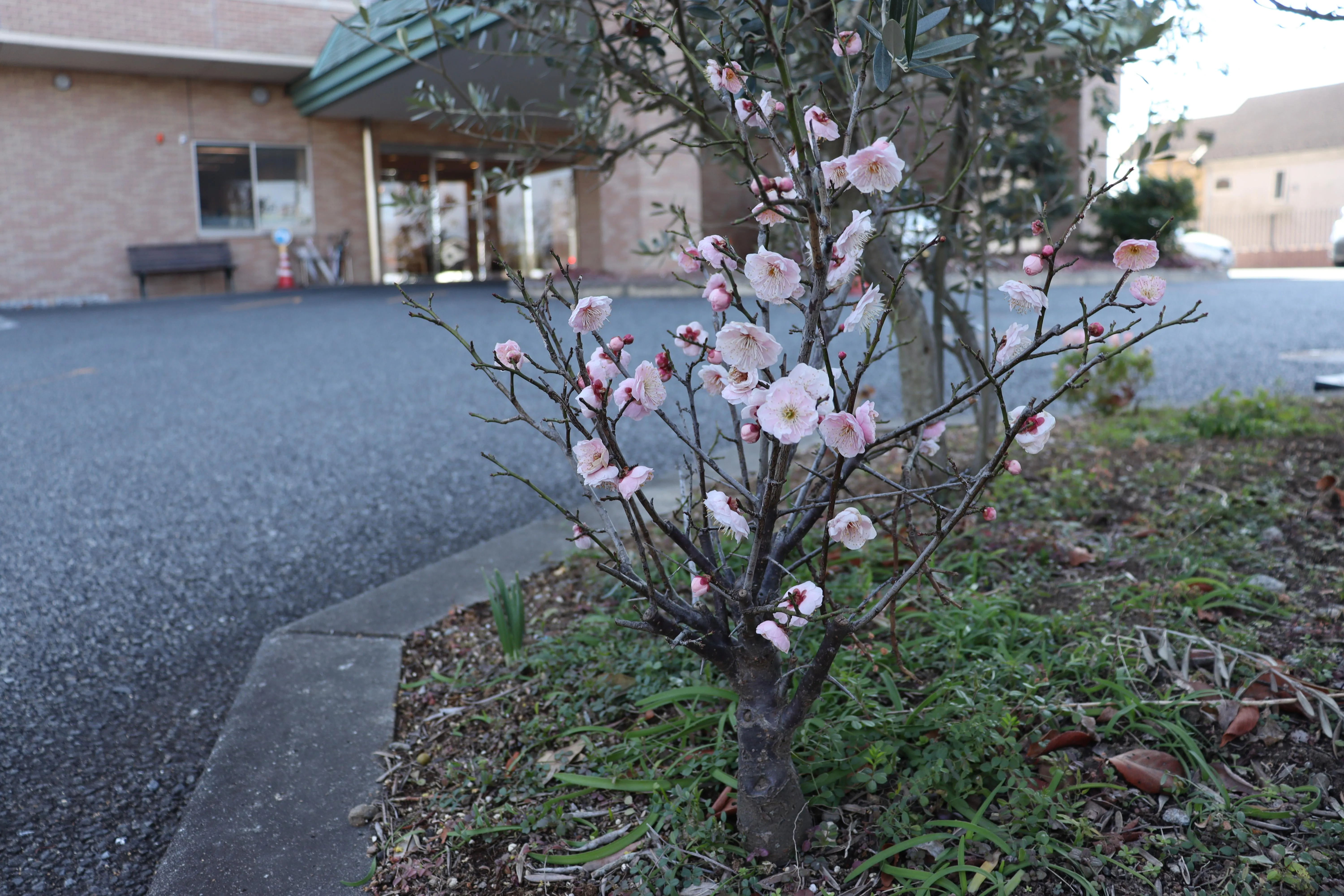 鉢から地植えした梅もしっかり育っています。
