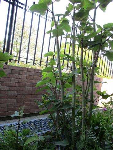 今朝の庭の様子 いたどり に昔の思いをはせて ツクイ サンシャイン松山 介護付有料老人ホーム 介護のことならツクイ