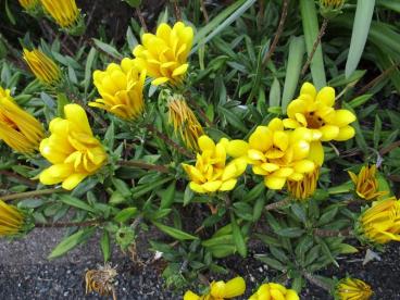 今朝の庭の様子 いたどり に昔の思いをはせて ツクイ サンシャイン松山 介護付有料老人ホーム 介護のことならツクイ