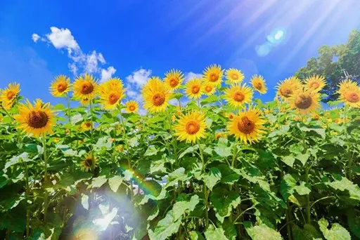 【PRIME ONEケア】お墓参りの同行は暮らしのサポートで