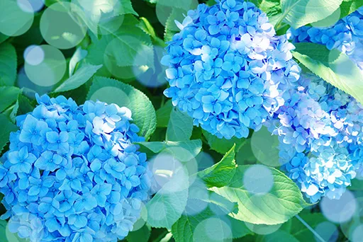 あじさい